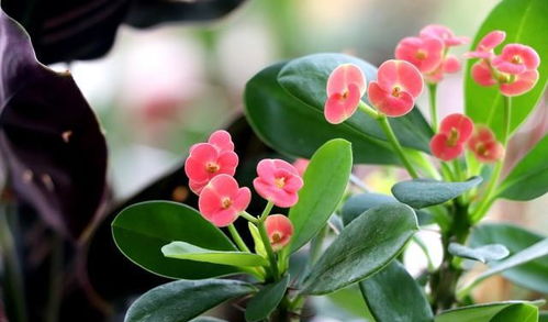 麒麟花的繁殖方法