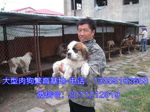 肉食狗养殖区别于肉狗，前者以肉为主