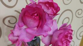 伊芙紫苑月季， 那个小包子变牡丹的魔法