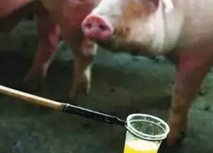 后备母猪尿浑浊似石灰粉是何原因引起？