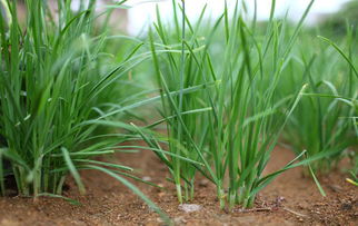 三、 三大催芽方法实测对比