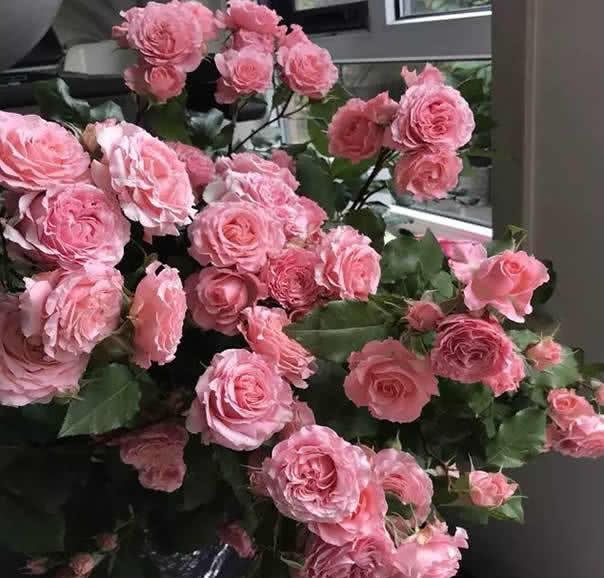 珊瑚果冻月季：花开如梦， 美丽与实用并存