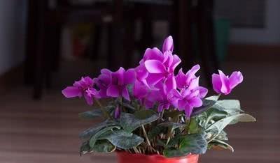 养仙客来难吗？教你几招