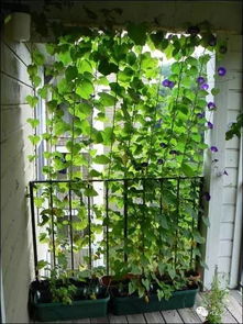 换盆升级：打造健康生长环境