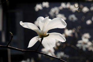 玉兰花：颜色斑斓，品种多样