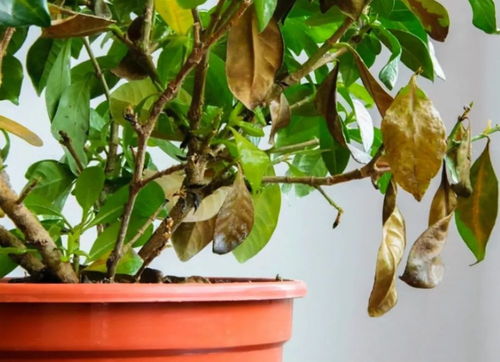 如何对症下药， 拯救枯萎的新芽