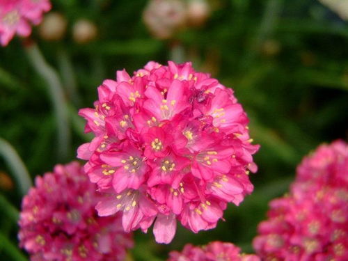 紫藤的生长习性