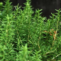 迷迭香种子市场价几何？种植方法详解