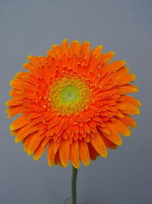 植物去甲醛， 美观又实用