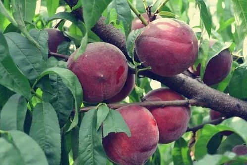 高效防治红杜鹃病虫害，保障生态农业健康