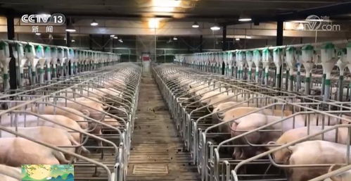 生物安全是规模化养猪场核心保障