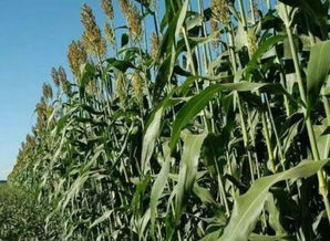 禁忌一：苯嘧醇类农药