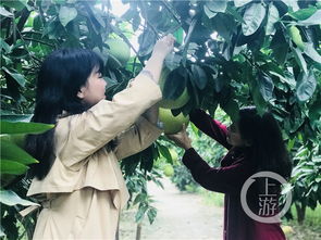 土柚子采种时机误判， 三省采收时段验证