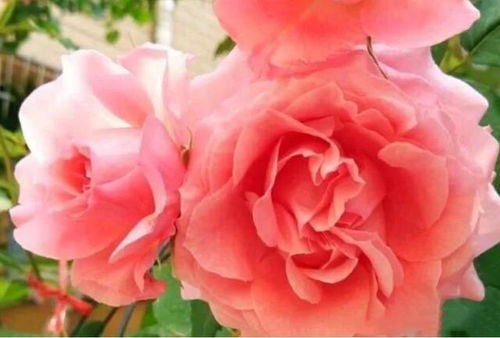 珊瑚果冻月季，强壮有力