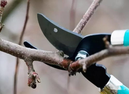 修剪树枝，减少水分蒸发