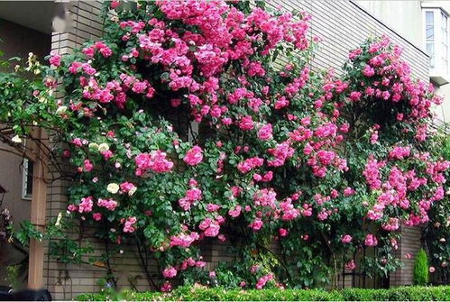 奥尔布莱顿：小个子中的佼佼者