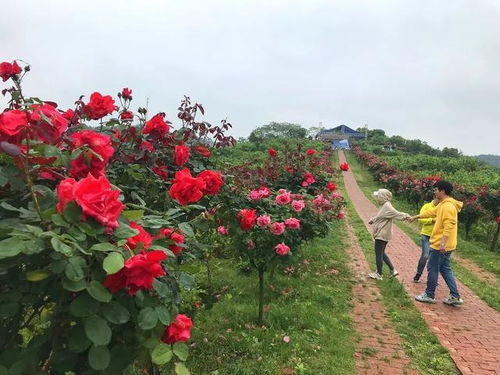 种出美丽的玫瑰小苗盆栽，跟我学吧！