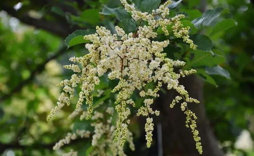 梧桐不属于裸子植物，它属于被子植物