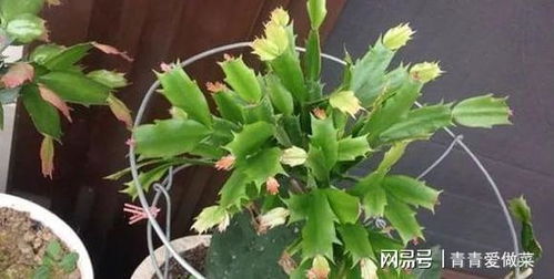 蟹爪兰蚧壳虫会主动爬上人体或者人身上吗