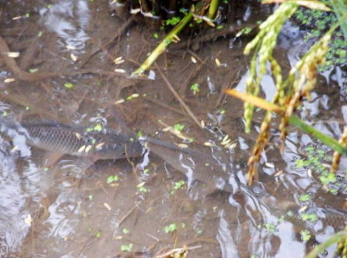 稻瘟灵：鱼儿的平安网还是杀手锏？