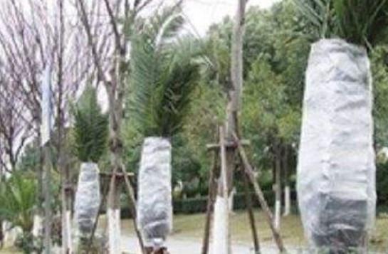 雪松过冬的防寒措施