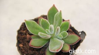 钱串：生命力与叶插的矛盾