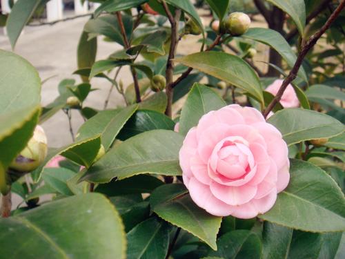 茶花的施肥方法