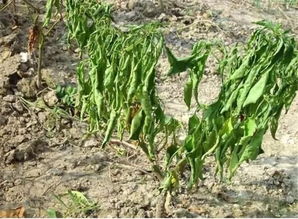 土壤原因， 咱们来点“高科技”