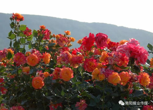 南阳精品月季基地批发， 先种后付款