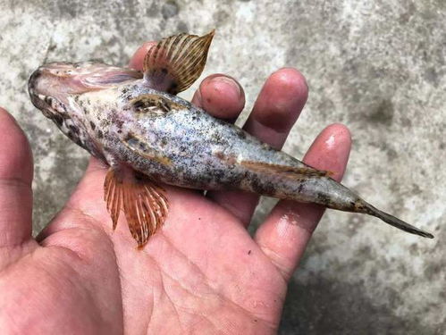 三、如何避免农药对鱼类的危害？