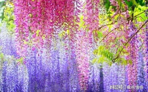 紫藤开花肥料，如何搭配才能效果最佳