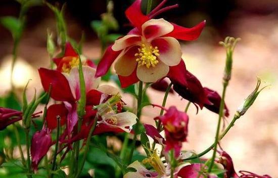 地丁花的名字由来与钉子的联系