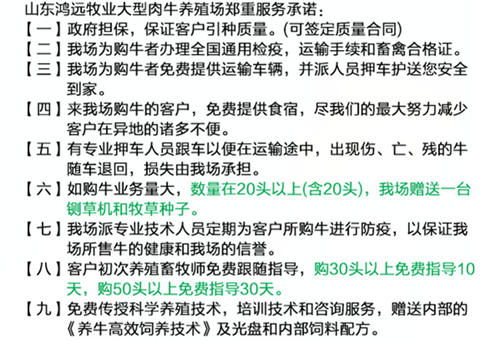 鲁西黄牛产业基础薄弱，亟待做大做强