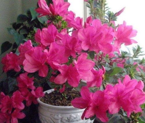 毛鹃和杜鹃花，哪个梗美呢？