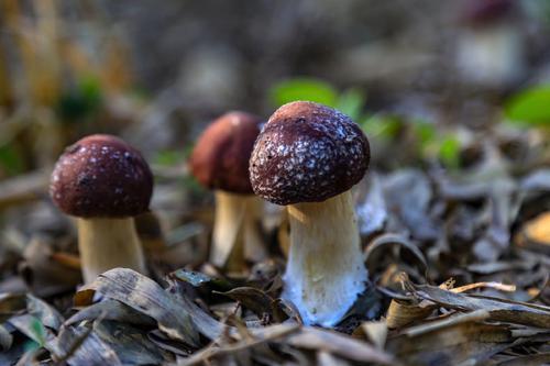 种植一亩赤松茸需要多少成本？