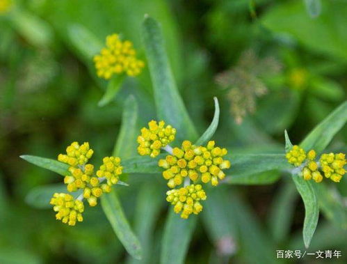 蓝白相间的奇妙草儿