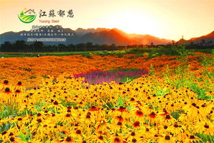 武汉东湖畔的混播模式