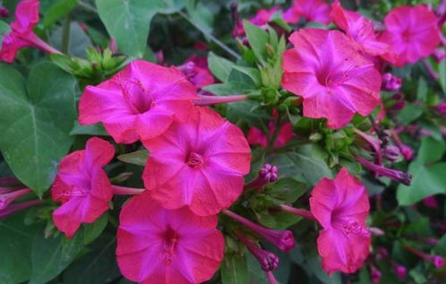 紫茉莉：美丽与药用并存