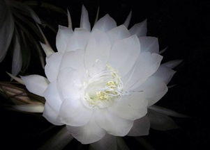 疏枝塑形，保持优雅姿态