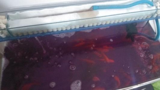 高锰酸钾消毒插枝，如何确保无菌效果