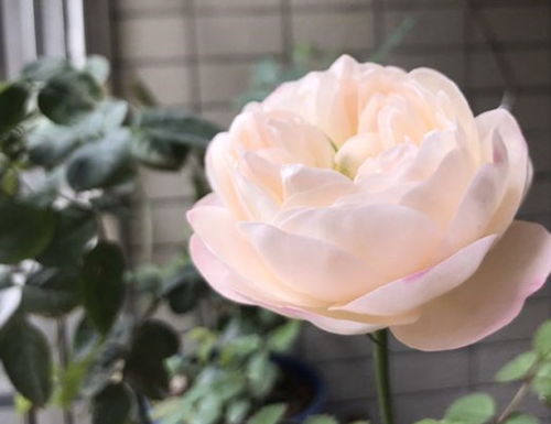 月季的根，那神秘的基石