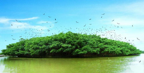 北京的绿意盎然：羽毛球馆旁的四季诗篇