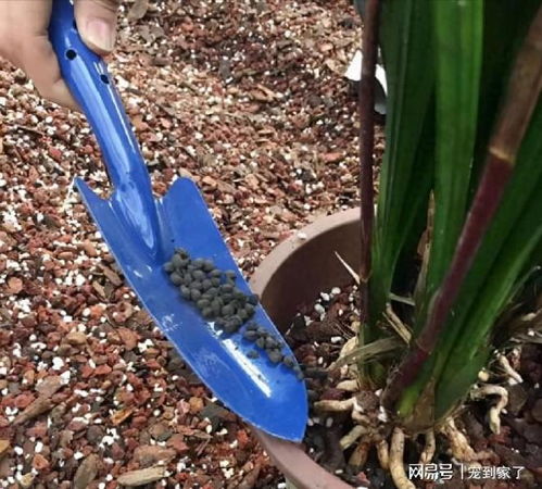 冬天施肥，你得讲究方法