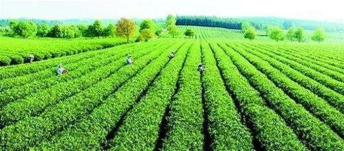 车前草， 秋天的宝贝