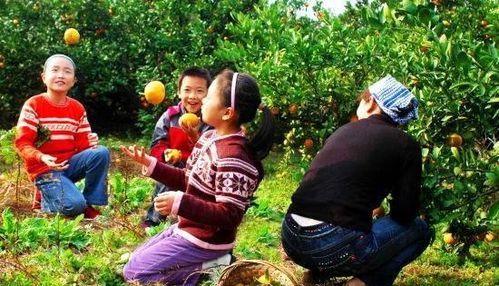 沙藏的秘密配方：别被河沙消毒蒙蔽了眼睛