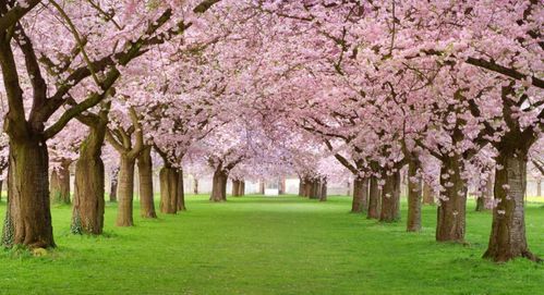 枫树、 樱花树：增添景观效果，美化校园