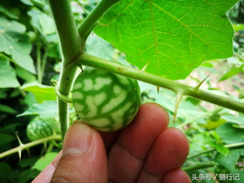 刺果瓜形似小灯笼，口感独特