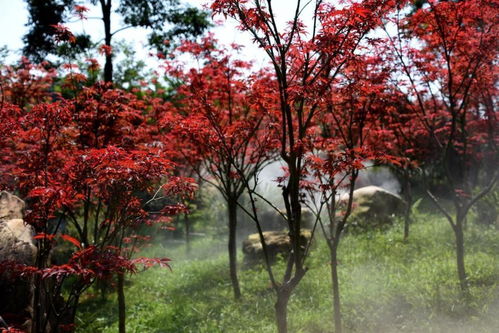红枫又名红叶羽毛枫、 紫红鸡爪槭、红枫树、红叶、小鸡爪槭、红颜枫,它的枝叶形状优美,火红的颜色可依鲜艳持久,摆在居室内不失为一道别致的风景,所yi红枫是一种彳艮适合布置在居室内的观赏植物。