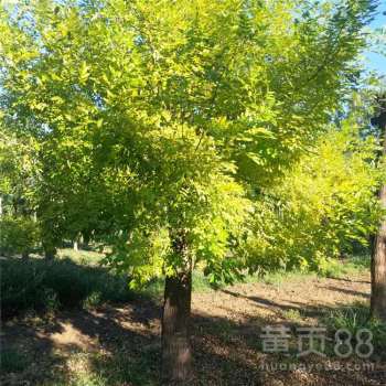 黄金槐基地，哪里找？