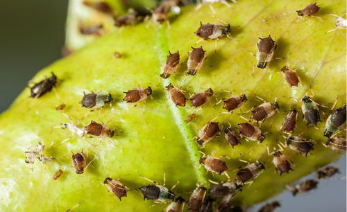 水洗法：简单又实用的除虫技巧